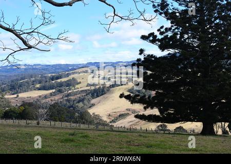 Panoramic grazing field from the rural Australian town Dorrigo, NSW: rolling mountains green fields blue hills rich pasture of Australia. Stock Photo