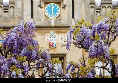 A wisteria plant in full bloom on the garden fence of Sidney Sussex College, Cambridge. The picture was taken on public land in Sidney Street. Stock Photo