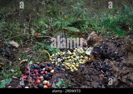 Stack with damaged apples. Garden and food waste, compost. Pile of rotten apples on the ground in nature Decomposing apples in the forest Stock Photo