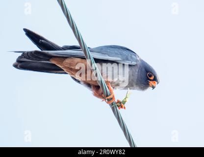 Red Footed Falcon (Falco vespertinus) eating a large insect on powwerlines near Paphos, Cyprus Stock Photo