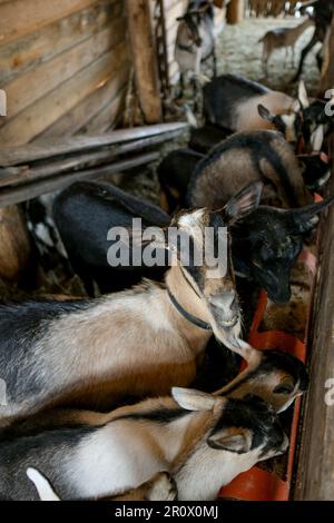 Breeding of purebred alpine goats on the farm. Milky goats without ...