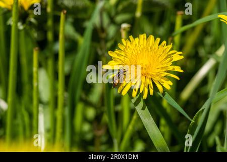hoverfly on dandelion Stock Photo