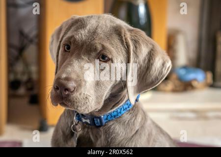 Head shot of 14 week old male silver labrador puppy Stock Photo