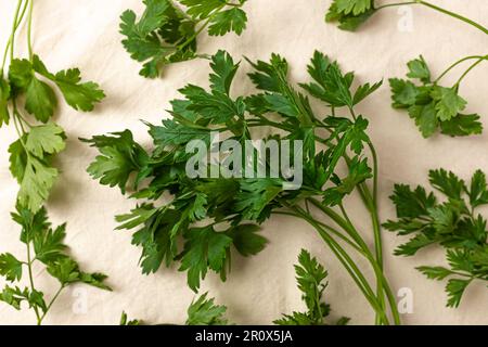 Flat-leaved, fragrant herb Italian parsley Stock Photo