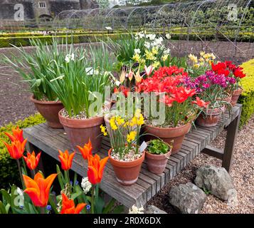 Colourful, mixed Spring flowers growing in pots, on a wooden garden  table,  in the Kitchen Garden at Walmer Castle, Kent Stock Photo