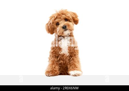 https://l450v.alamy.com/450v/2r0x6nw/shot-of-maltipoo-with-big-kind-eyes-and-brown-fur-posing-isolated-over-white-studio-background-cute-charming-dog-close-up-2r0x6nw.jpg