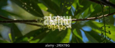 Creamy white racemes of blossom on branches of Australian  Blue Quandong tree, Elaeocarpus angustifolius. Tiny flowers of  Queensland rainforest. Stock Photo