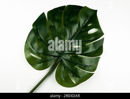 Top view of green monstera leaf on white background. Tropical flat lay, copy space. Stock Photo