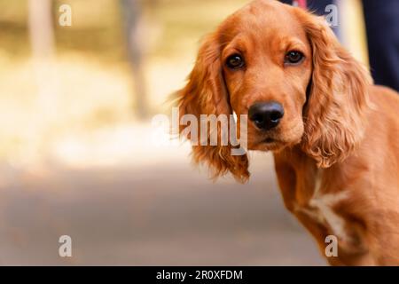 Cute puppy with luscious orange/red fur and a very joyful demeanor. Autumn environment in IOR Park, Bucharest. Stock Photo