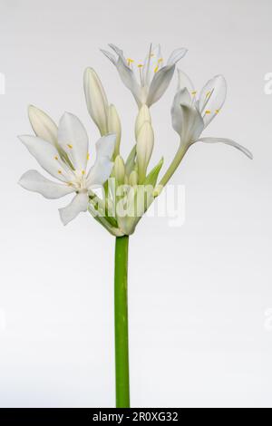 Closeup view of fresh pure white flowers and buds of proiphys amboinensis aka Cardwell lily or northern Christmas lily isolated on white background Stock Photo