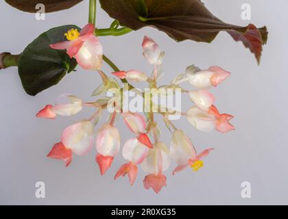 Closeup view of delicate pink orange flowers and buds of blooming angel wing cane begonia plant isolated on white background Stock Photo