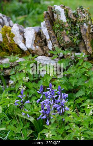A small patch of bluebells in a cotswold hedgerow with dry stone wall. Stock Photo