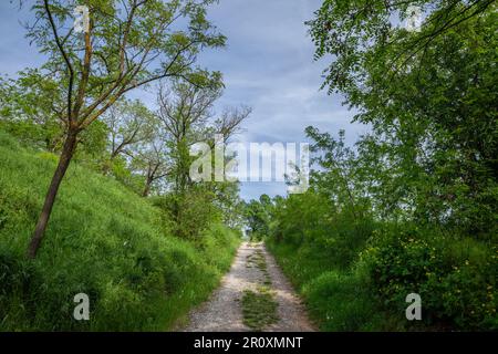 Picture of a typical agricultural landscape of serbia with a dirtpath, a country road, in a very green environment. Stock Photo