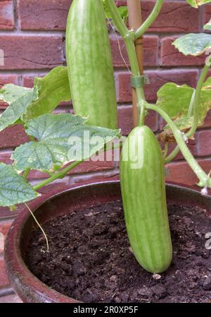 Organically grown Cucumber plant in pot with cucumbers on. Cucumber variety Delistar F1 which are naturally pale green Stock Photo