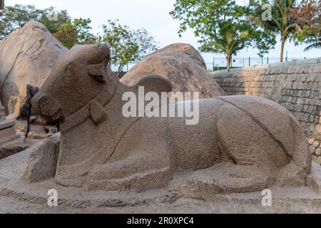 Large nandhi god in a temple on the coast near Mahabalipuram. Stock Photo