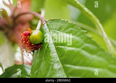 fruit ovary of early sweet cherry after flowering. farming Stock Photo