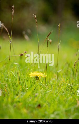 Grasses and wild flowers in an unmowed lawn Stock Photo