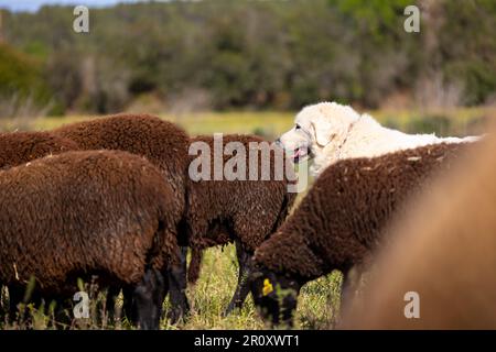 Muntanya del Pirineu dog protecting a ipollesa sheep breed flock (ovis aries), ovella ripollesa. Alt Empordà, Girona Stock Photo