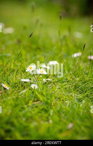 Grasses and wild flowers in an unmowed lawn Stock Photo