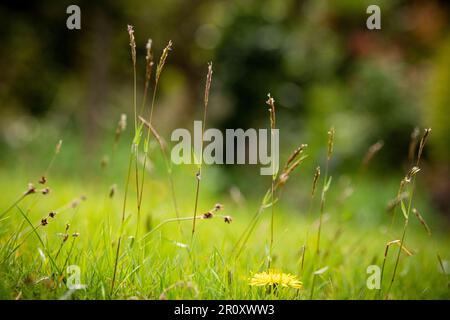 Grasses and wild flowers in an unmowed lawn Stock Photo