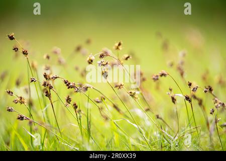 Grasses and wild flowers in an unmowed lawn Stock Photo