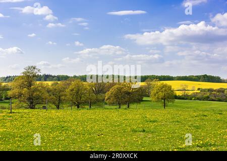 Frühjahrslandschaft mit einer grünen Wiese mit gelben Butterblumen und Bäumen im Hintergrund ein Rapsfeld in voller Blüte Stock Photo