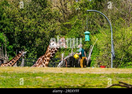 Feeding time for the giraffes at thw Woodland Park Zoo in Seattle, Washingotn. Stock Photo