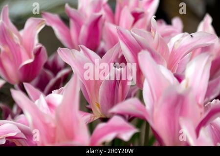 Close-up of some tulip flowers in the  in the Kitchen Garden at Walmer Castle, Kent Stock Photo