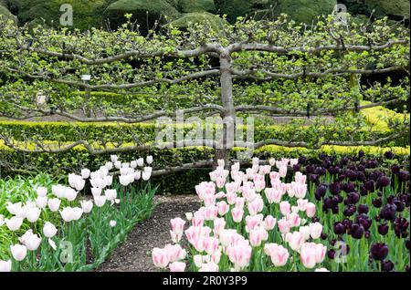 Pear Tree Espalier with Tulips in the foreground, in the kitchen Garden of Walmer Castle, Walmer, Deal, Kent, UK Stock Photo