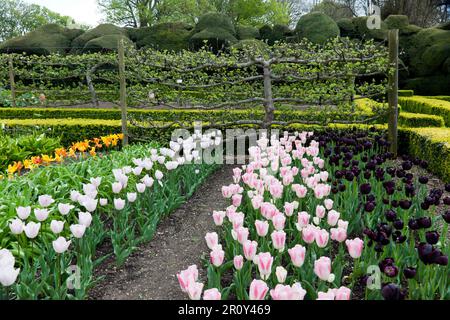 Pear Tree Espalier with Tulips in the foreground and the Cloud hedge in the background, in the kitchen Garden of Walmer Castle, Walmer, Deal, Kent, UK Stock Photo