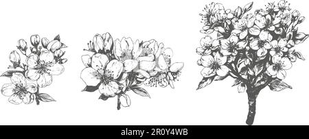 Modern minimalist hand drawn line ink style.Sketch drawing of sakura flowers and leaves.Illustration of cherry blossoms on white background. Stock Vector