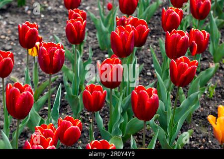 Close-up or rows of Red Tulips, growing in the  kitchen Garden of Walmer Castle, Walmer, Deal, Kent, UK Stock Photo