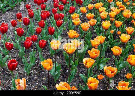 Close-up or rows of Red and Orange Tulips, growing in the  kitchen Garden of Walmer Castle, Walmer, Deal, Kent, UK Stock Photo