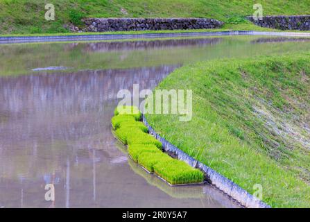 Trays of green rice seedlings in flooded field during planting season Stock Photo