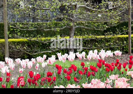 Pear Tree Espalier with rows of Red and White Tulips in the foreground, in the kitchen Garden of Walmer Castle, Walmer, Deal, Kent, UK Stock Photo