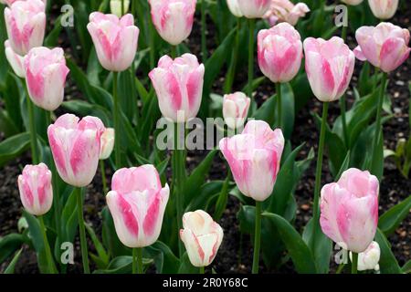 Close-up or rows of Variegated Tulips, growing in the  kitchen Garden of Walmer Castle, Walmer, Deal, Kent, UK Stock Photo