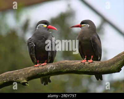Two Inca terns (Larosterna inca) on a dead branch looking at each other. May 2023, Walsrode Germany. Stock Photo