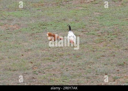 A white rooster and brown chicken scratching the ground in a grassy field Stock Photo