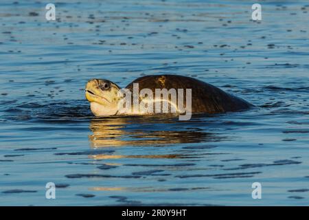 Olive Ridley turtle leaves beach after laying eggs in nest at this important turtle reserve. Playa Ostional, Nosara, Nicoya, Guanacaste, Costa Rica Stock Photo