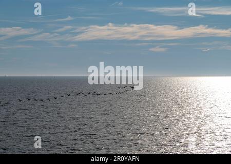 Panoramic view over the sea with silhouette of large group of birds flying formation during sunset with water glistening and clouds in blue sky Stock Photo