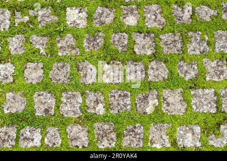 Green grass growing among the street setts, top view Stock Photo