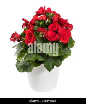 Bunch of bright red Eliator Begonia plant with green leaves growing in ceramic pot isolated on white background Stock Photo