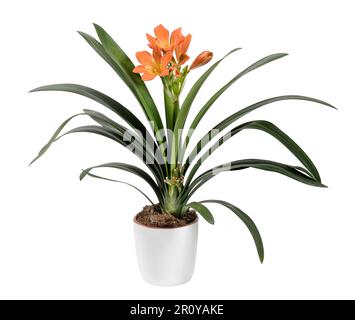 Bright orange clivia miniata flower with thin green leaves in ceramic pot isolated on white background Stock Photo
