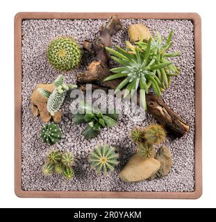 Overhead view of assorted cacti and other succulent plants growing on square container against white backdrop Stock Photo