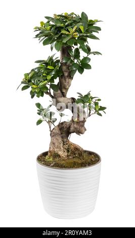 Green plant of Chinese banyan with thick trunk growing in pot against white background in studio Stock Photo