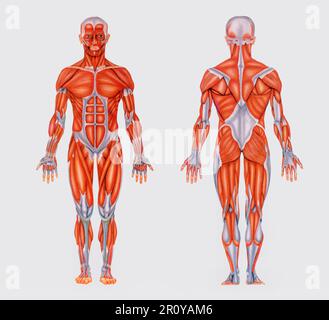 Simple vintage chart with image of full anatomy showing muscles of human body Stock Photo