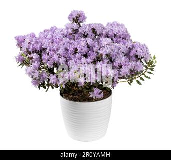 Blooming purple colored rhododendron flowers with thin green leaves in ceramic pot isolated on white background Stock Photo