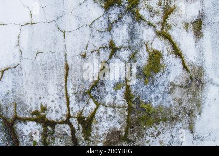 Old white wall with grass and mosses growing in the cracks Stock Photo