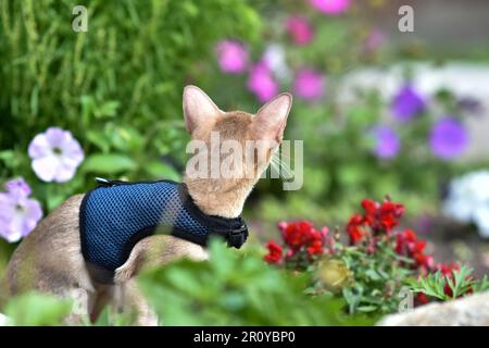 Young Abyssinian cat color Faun with a leash walking around the yard. Cute cat in harness sitting on the lawn. Pets walking outdoors, adventures on th Stock Photo