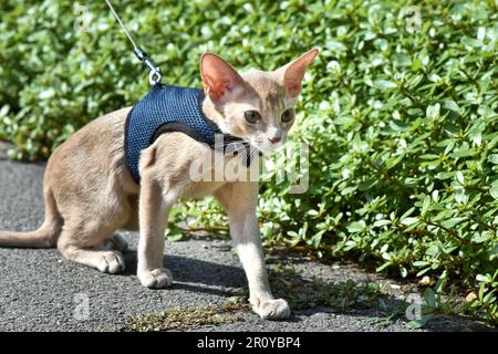 Young Abyssinian cat color Faun with a leash walking around the yard. Cute cat in harness sitting on the lawn. Pets walking outdoors, adventures on th Stock Photo